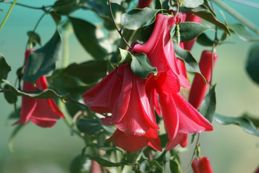 Conociendo más sobre el copihue, la flor nacional de Chile - Magick Spaces  - Origen, EstÉtica y Magia